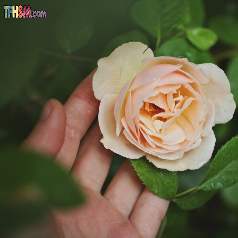 Frugal Gardening Tips for Busy Moms - The Frugal Homeschooling Mom s
